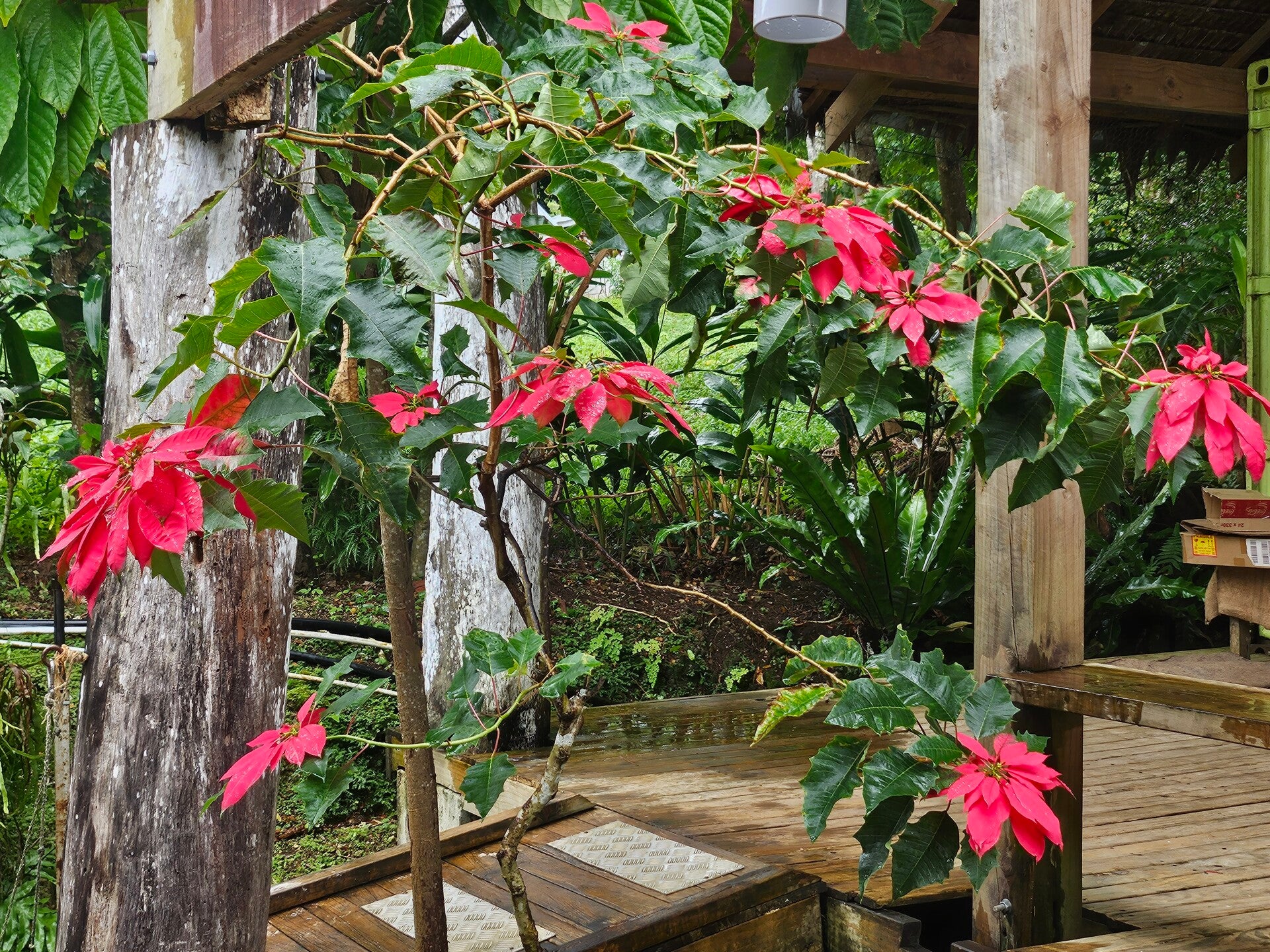 flowers