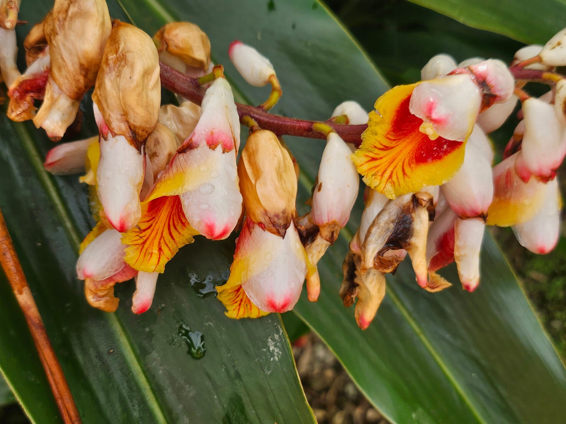 flowers