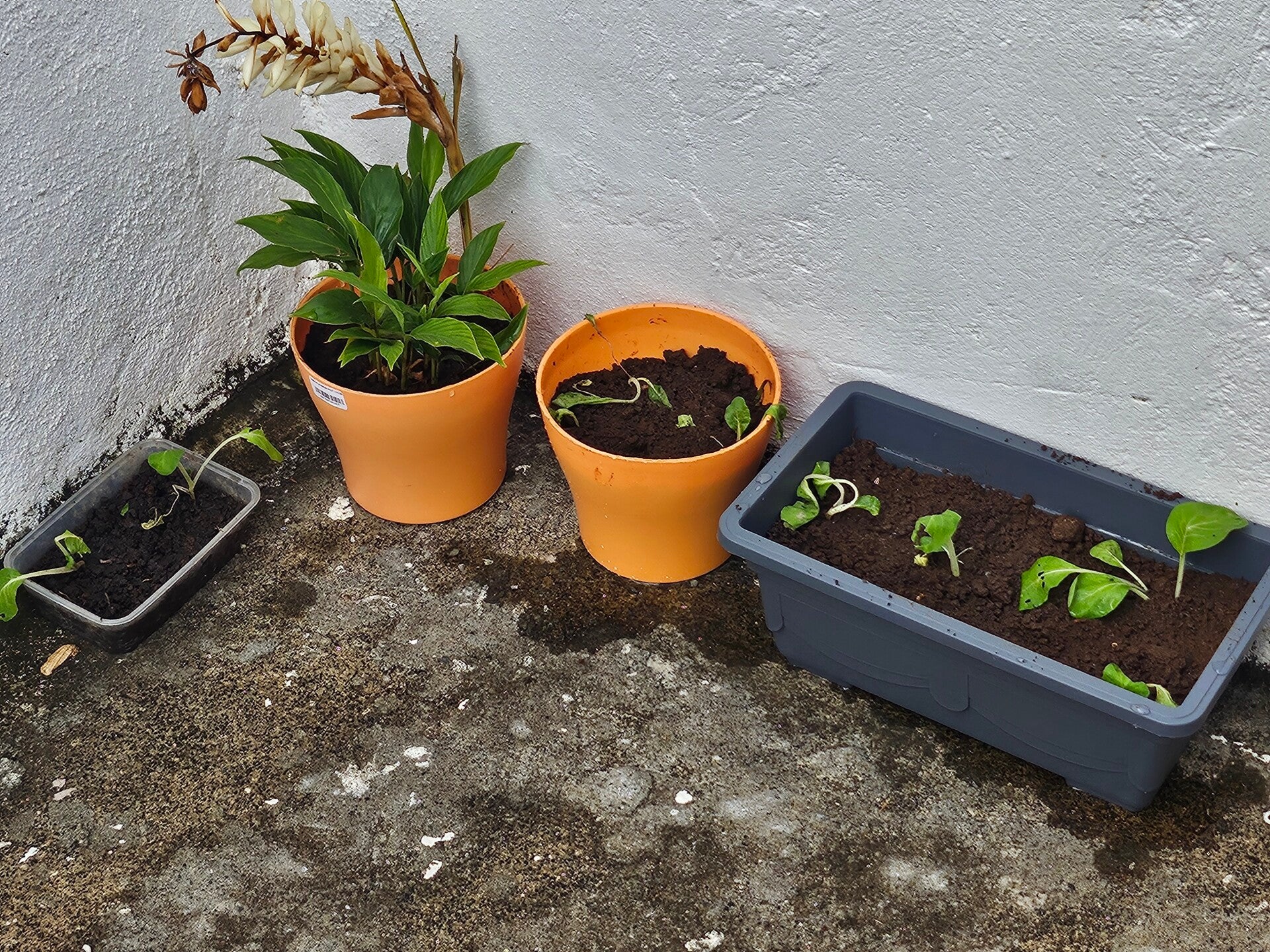 garden-