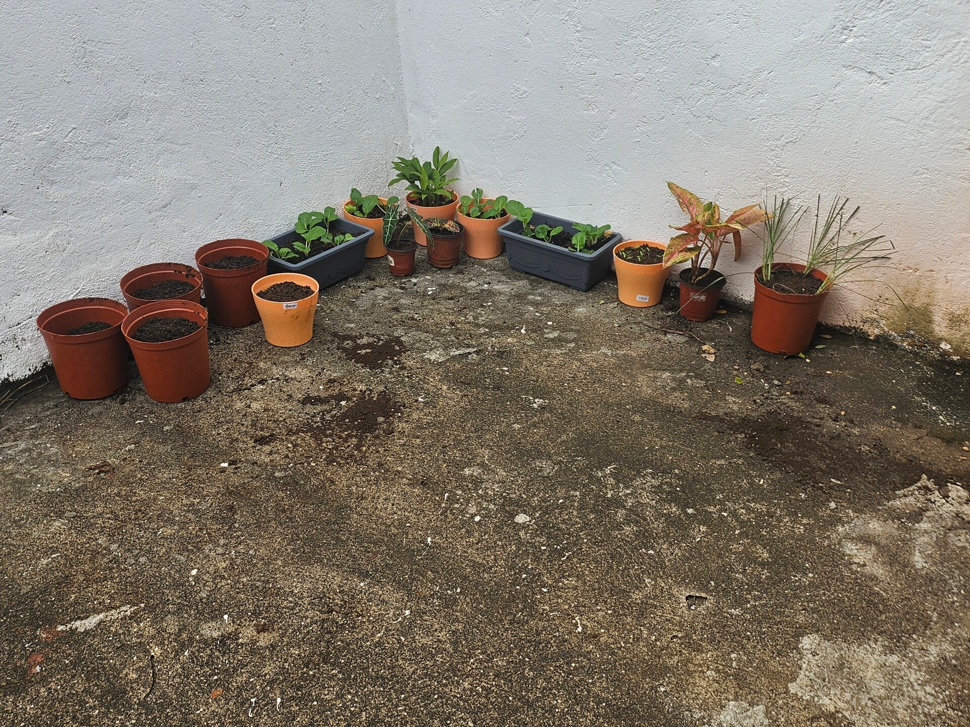 garden2