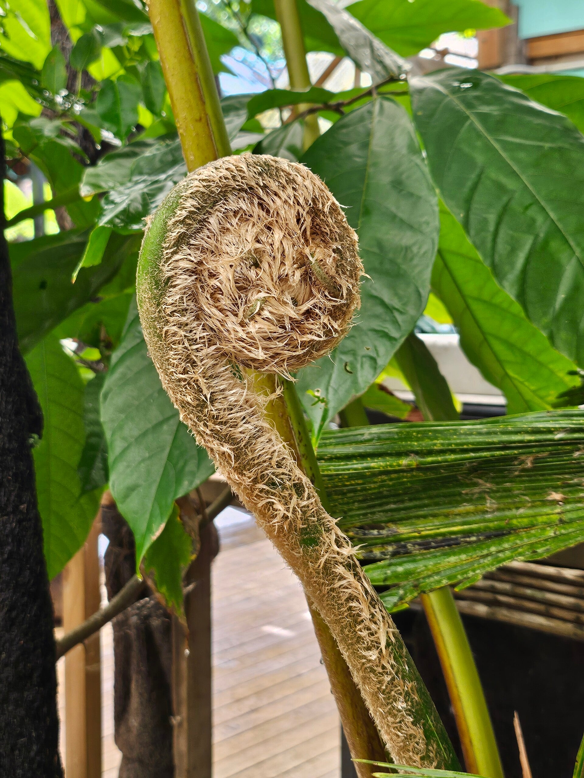 koru