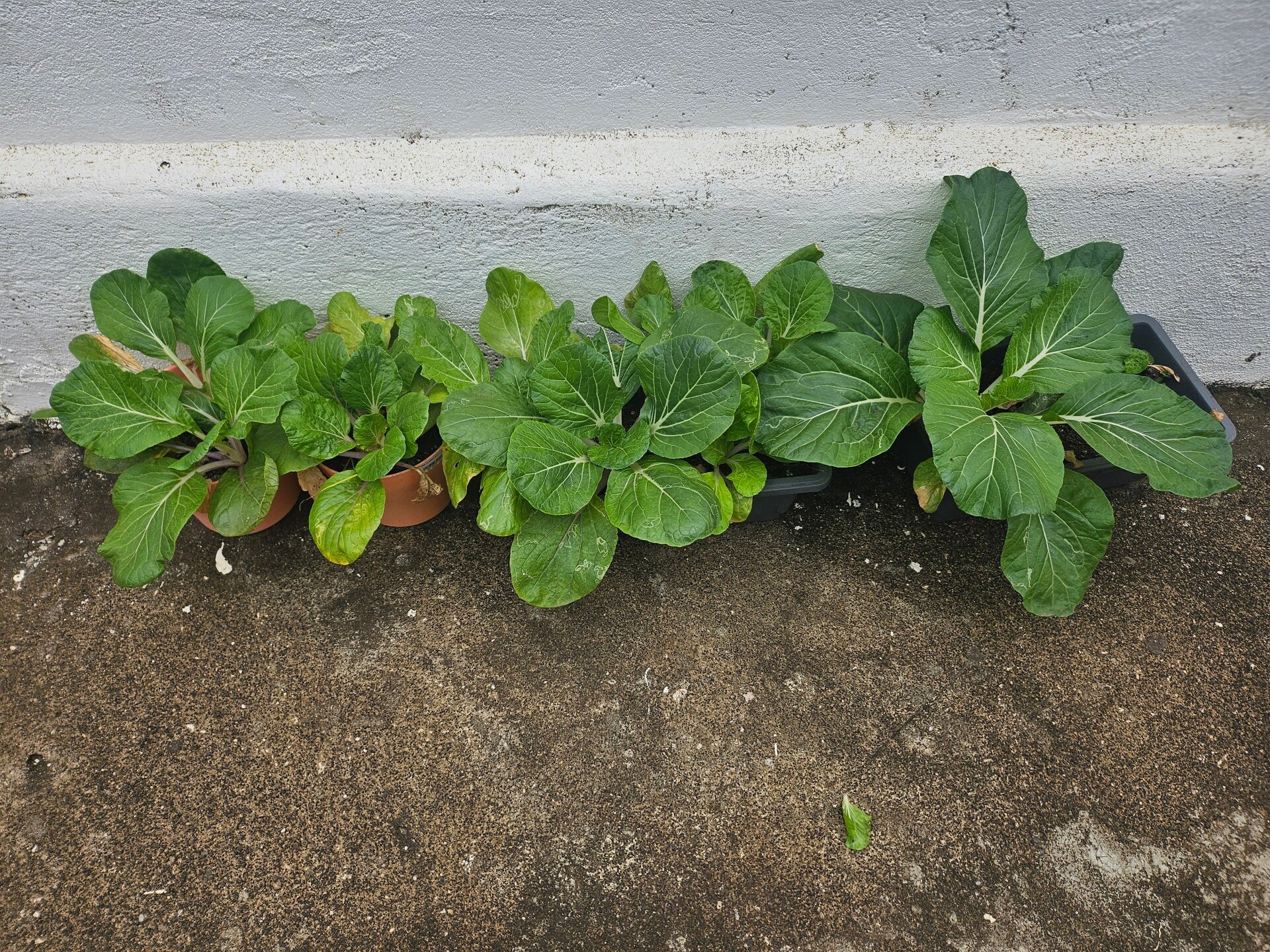 my-garden-