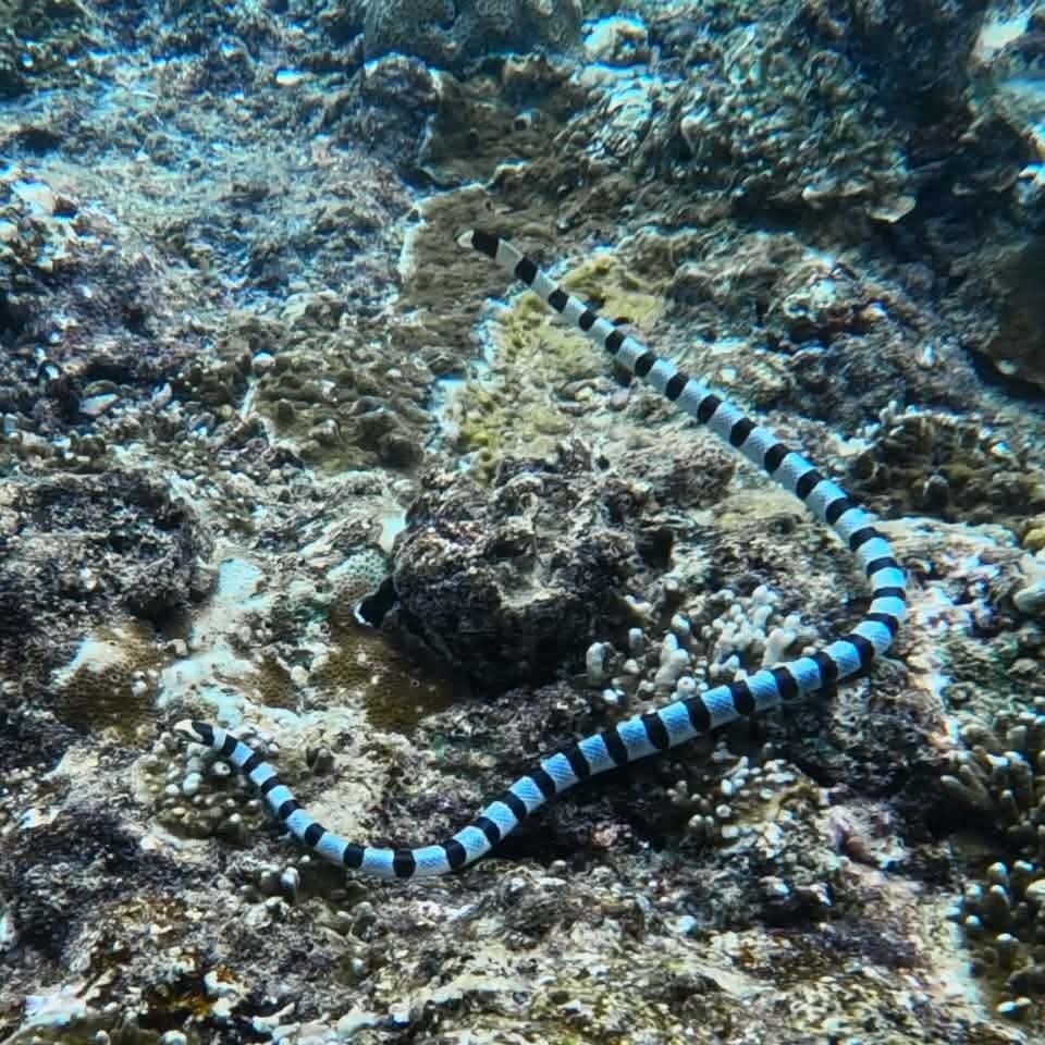 sea-snake-