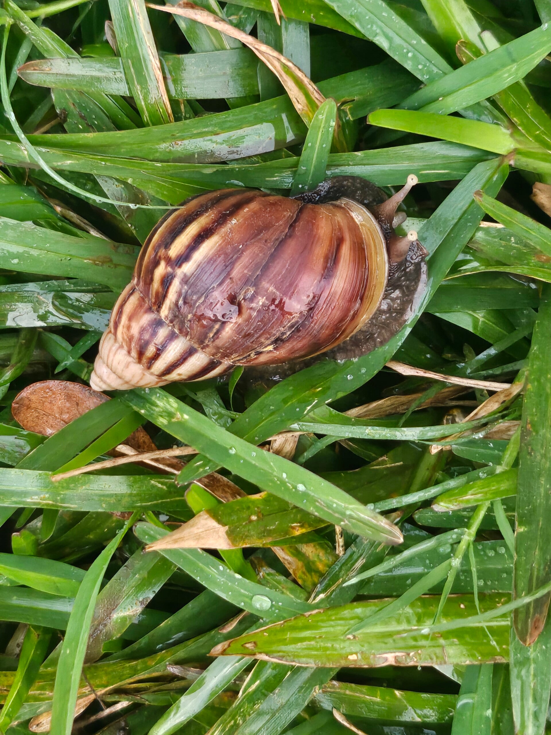 snail-