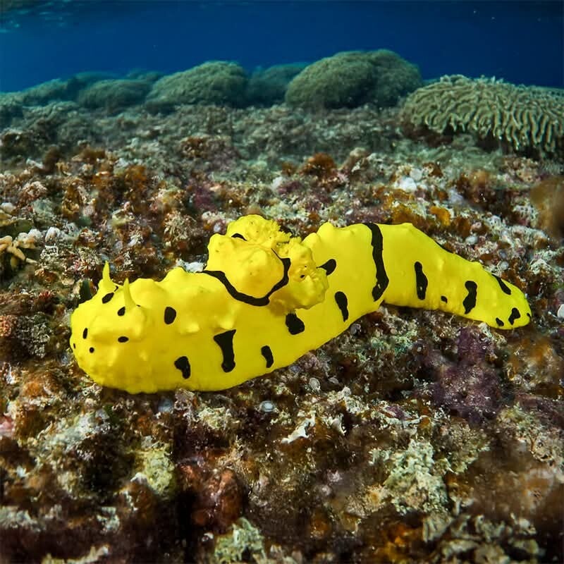 sea banana