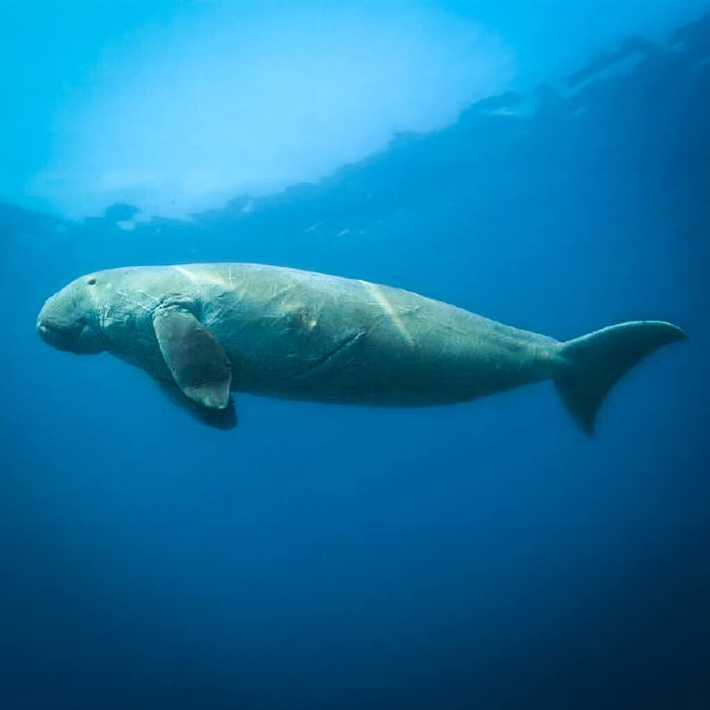 dugong