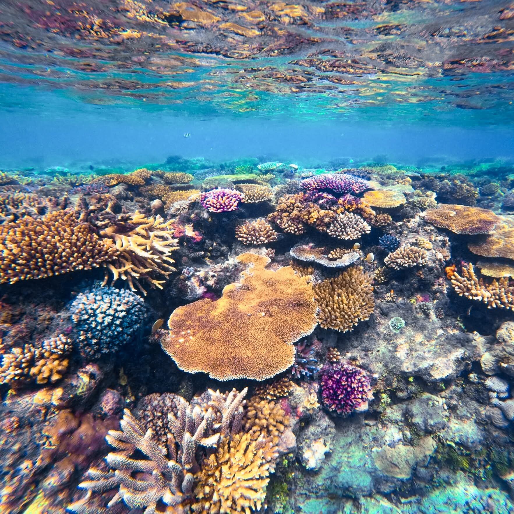 coral
