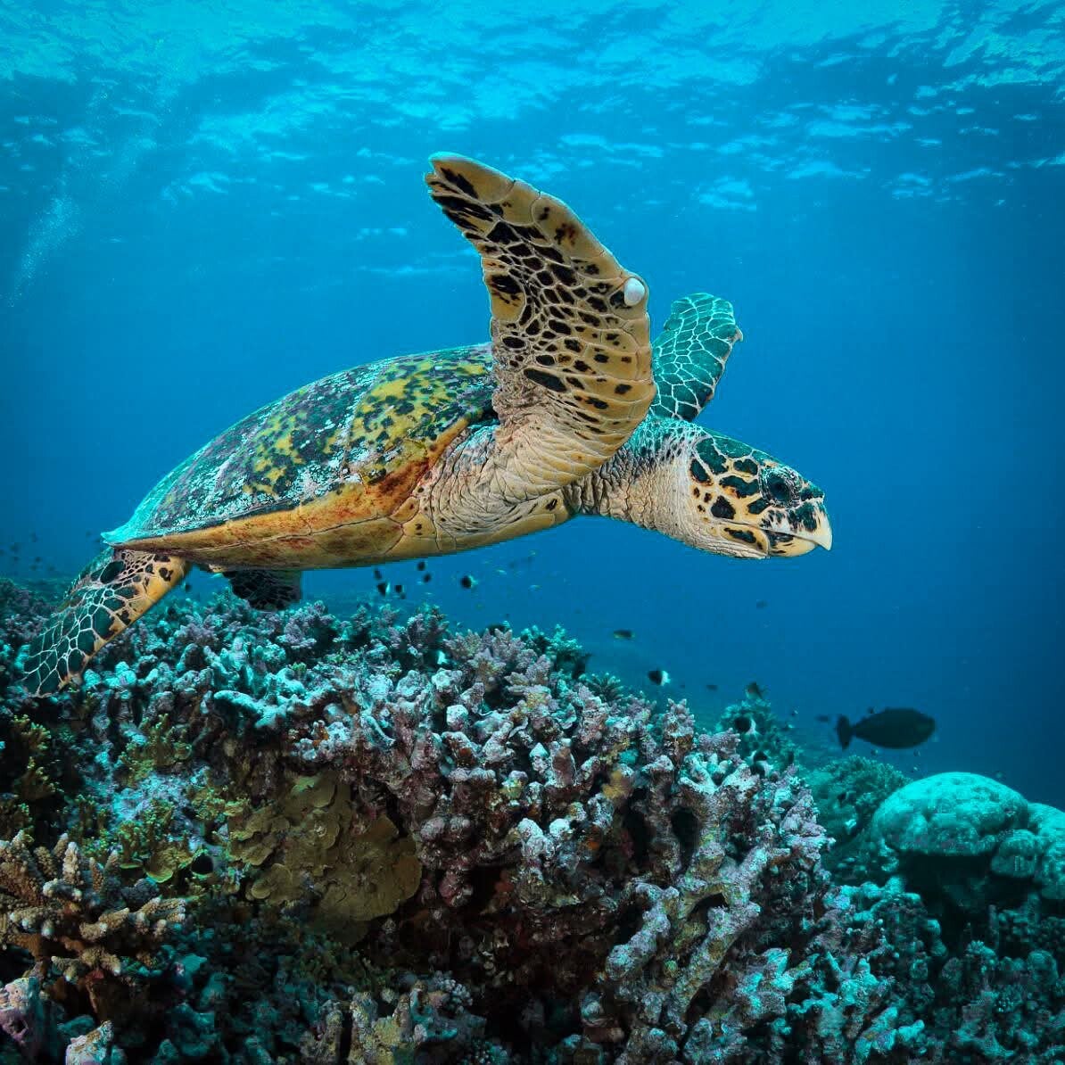 turtle