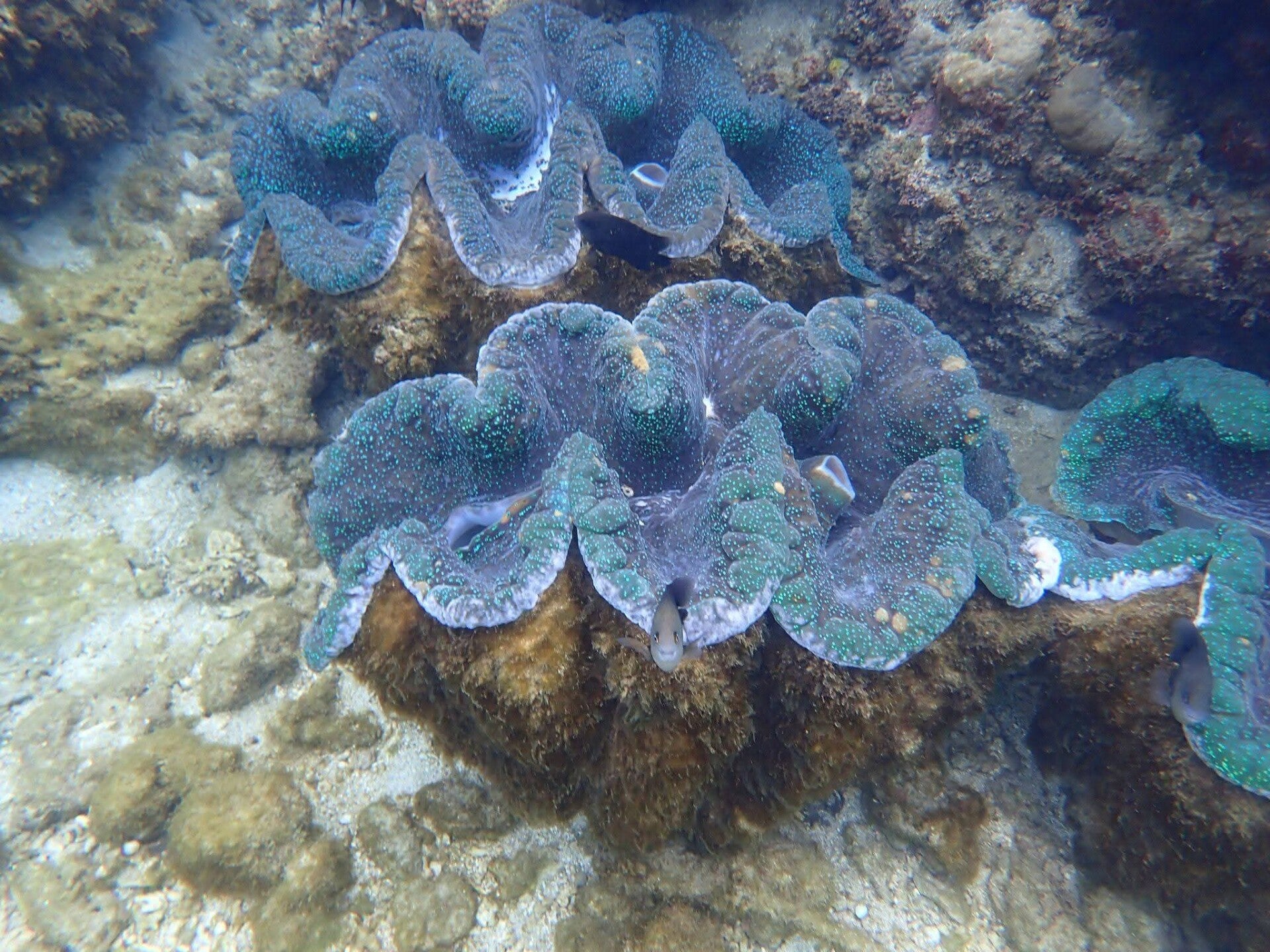snorkelling2-