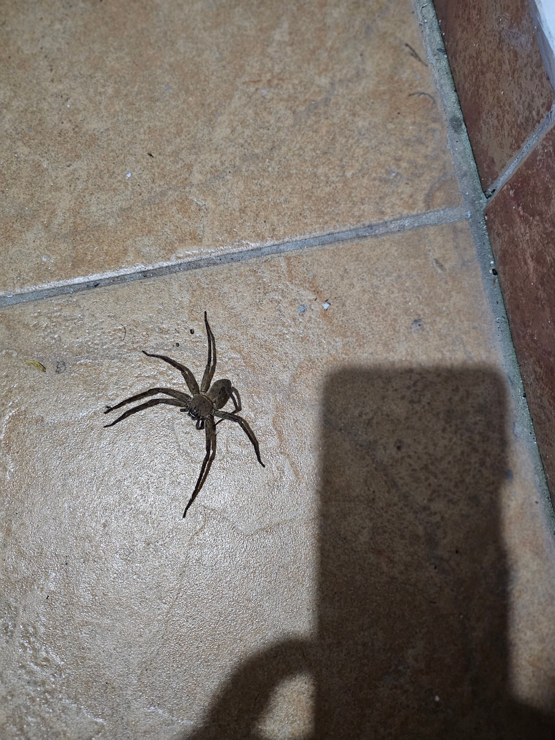 spider