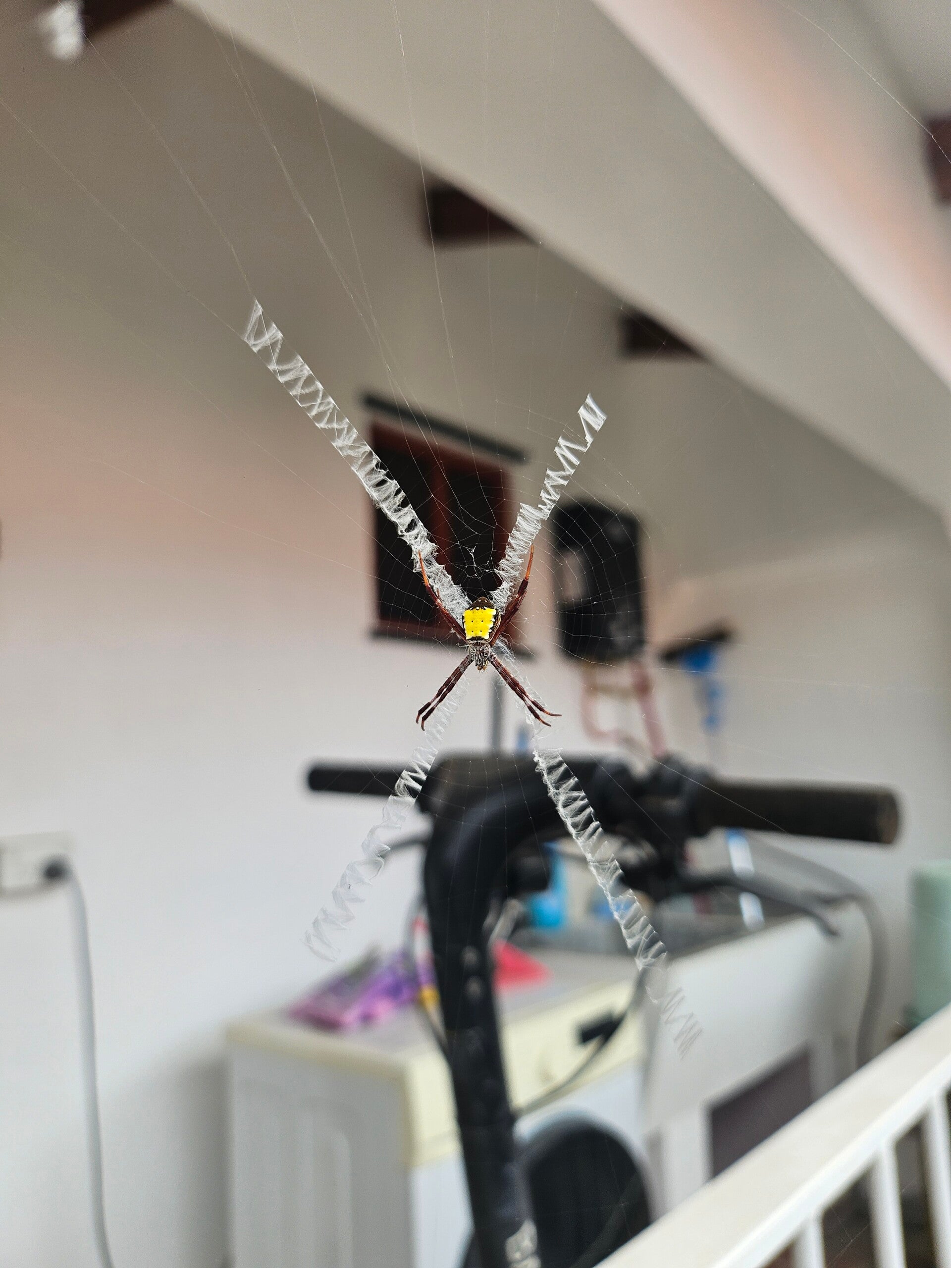 spider1-