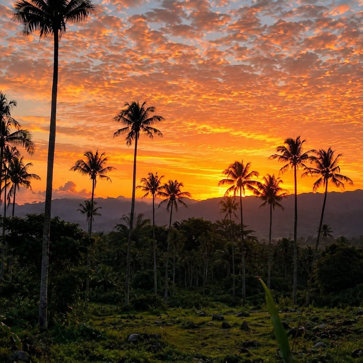sunset