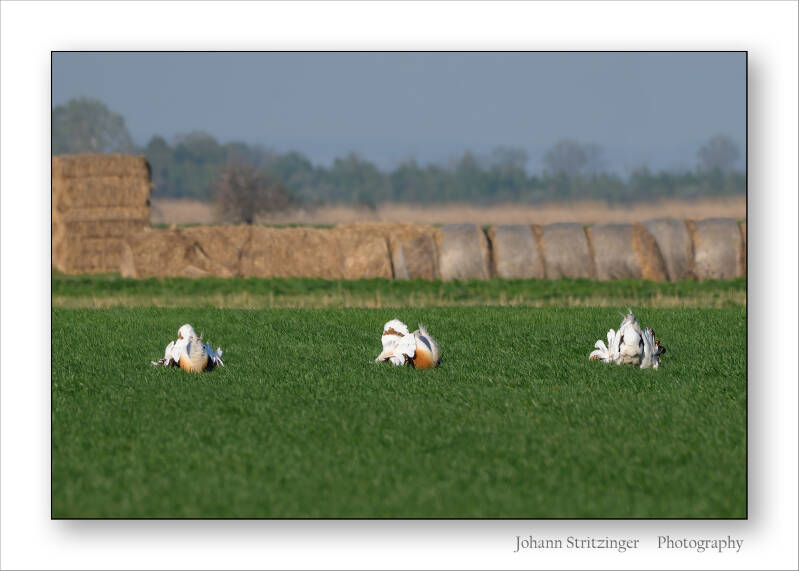 1920-dsc48866-26-standard-38rjix.jpg