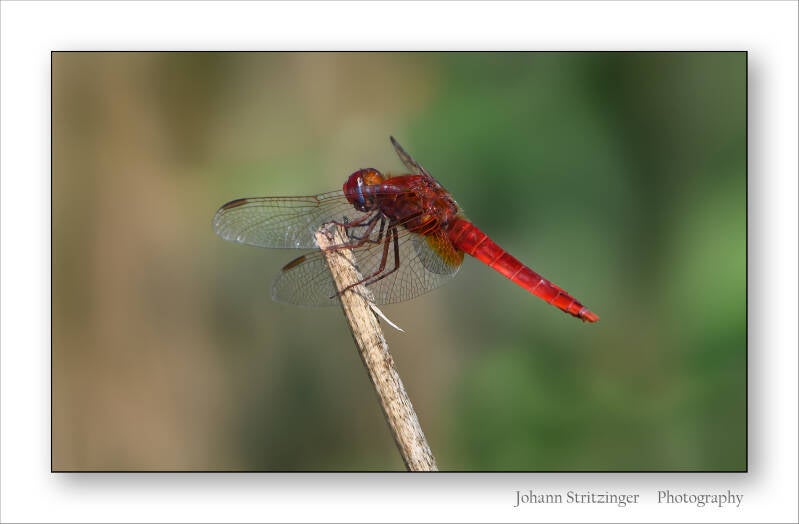 2000-dsc_2397-standard.jpg