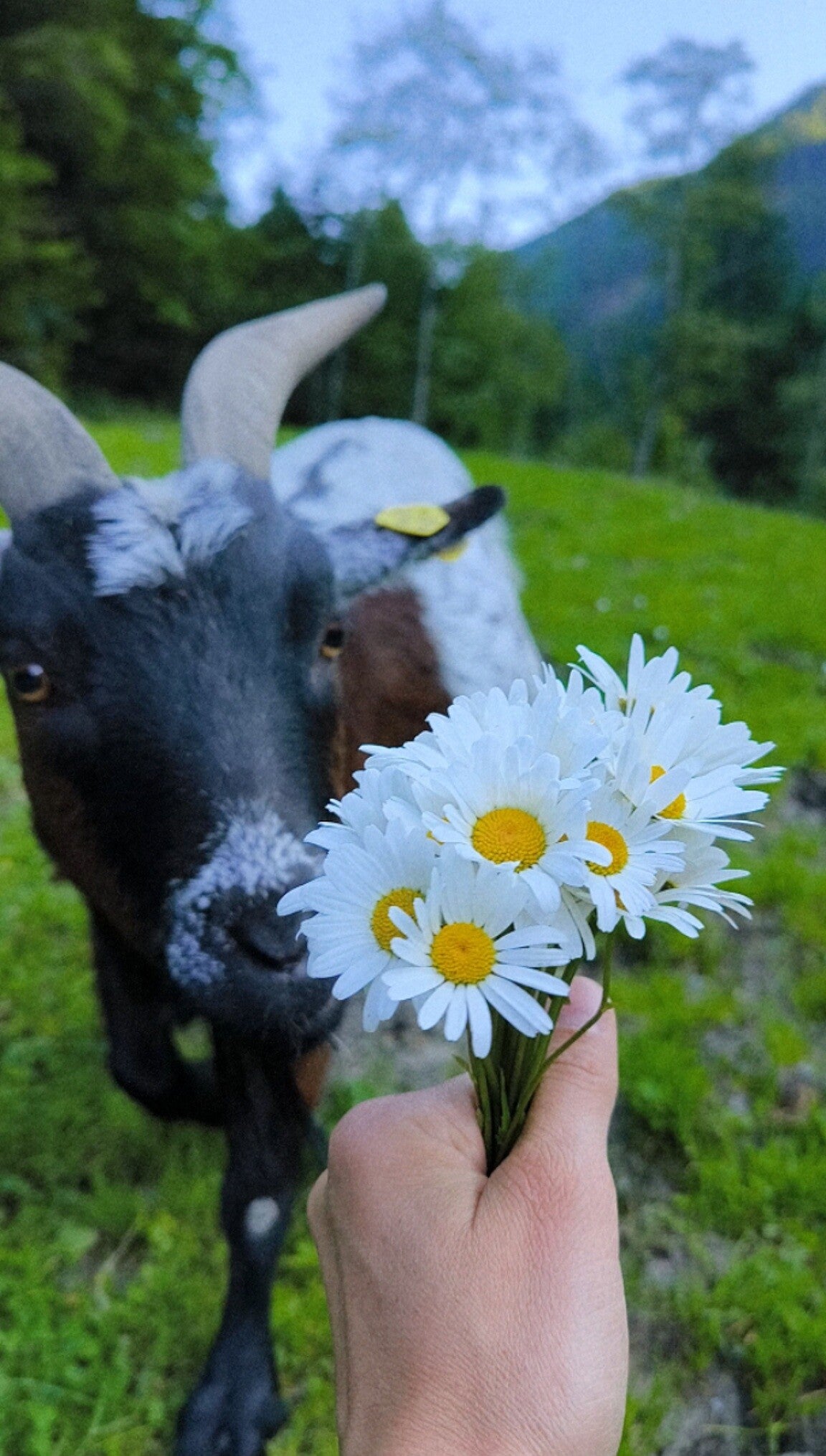 Sid die Ziege in Donnersbachwald Steiermark