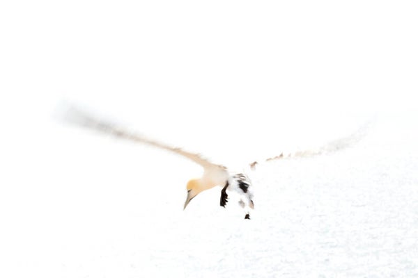 Fotografiereis Helgoland 2026