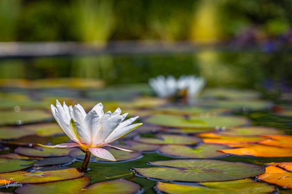 5 oktober 2025 - Workshop Natuurfotografie Bloemenpark Appeltern (met gids)
