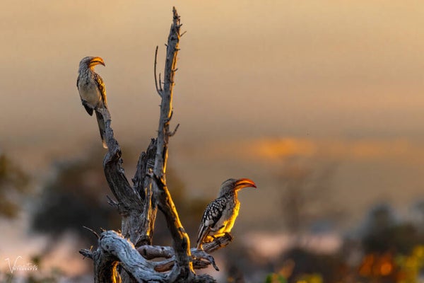 Inschrijving Fotografie Botswana - 2 persoonstent
