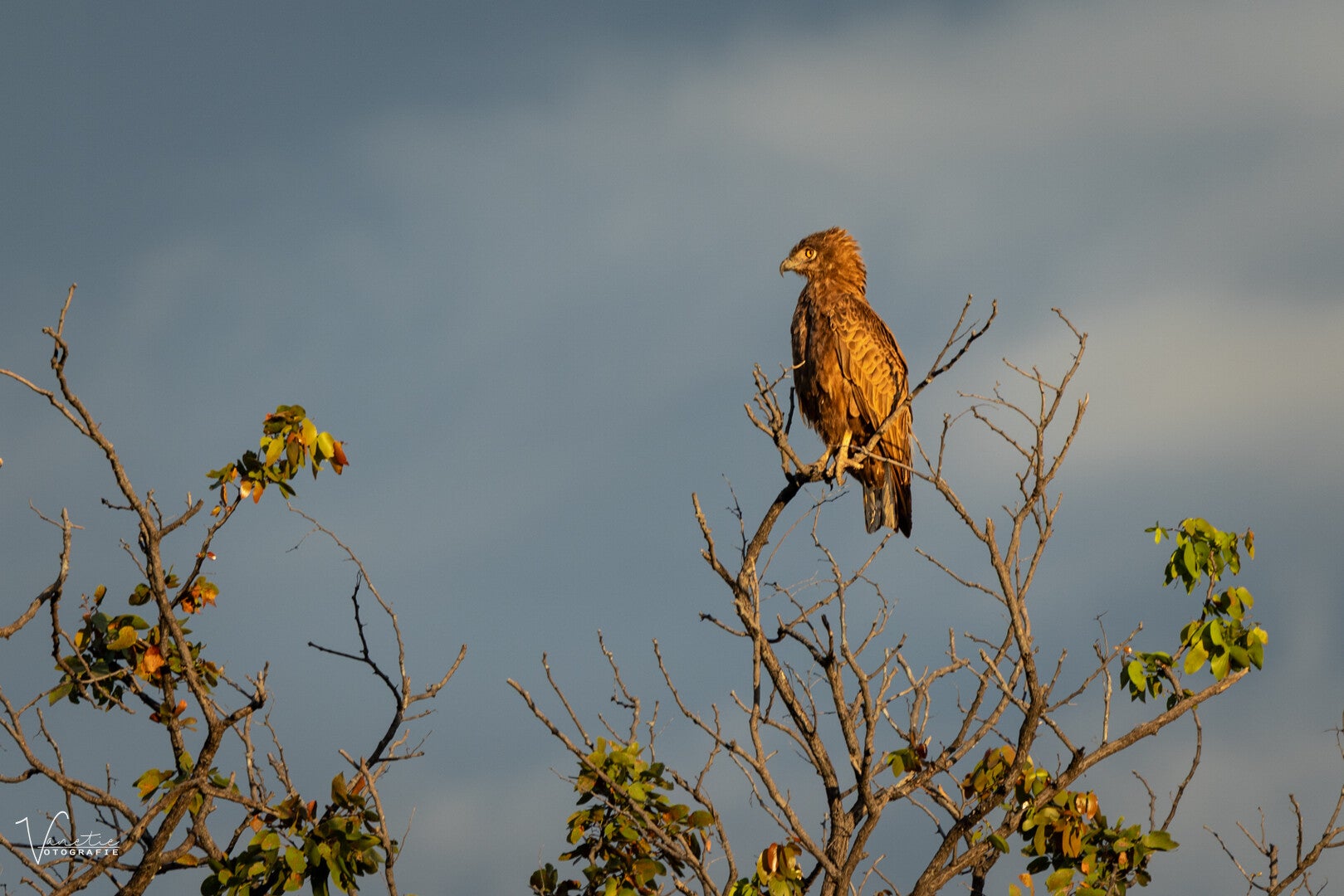 20260917-snake-eagle-1926-standard.jpg
