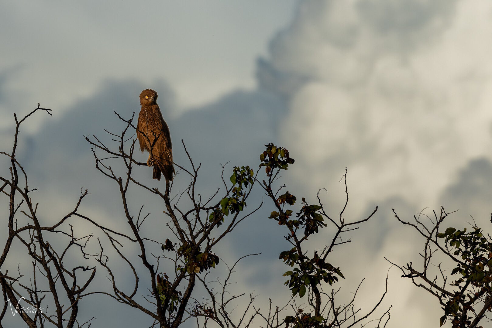 20260917-snake-eagle-standard.jpg