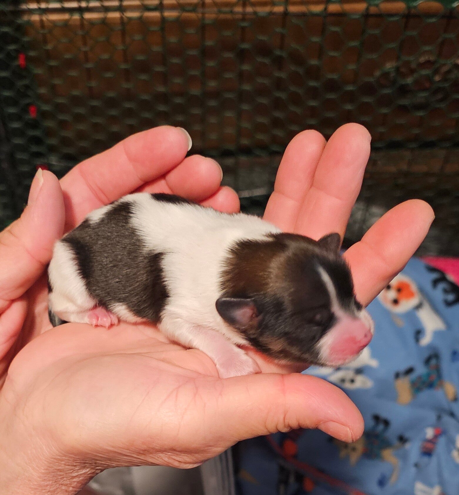 Jorsh @ 2 days old.