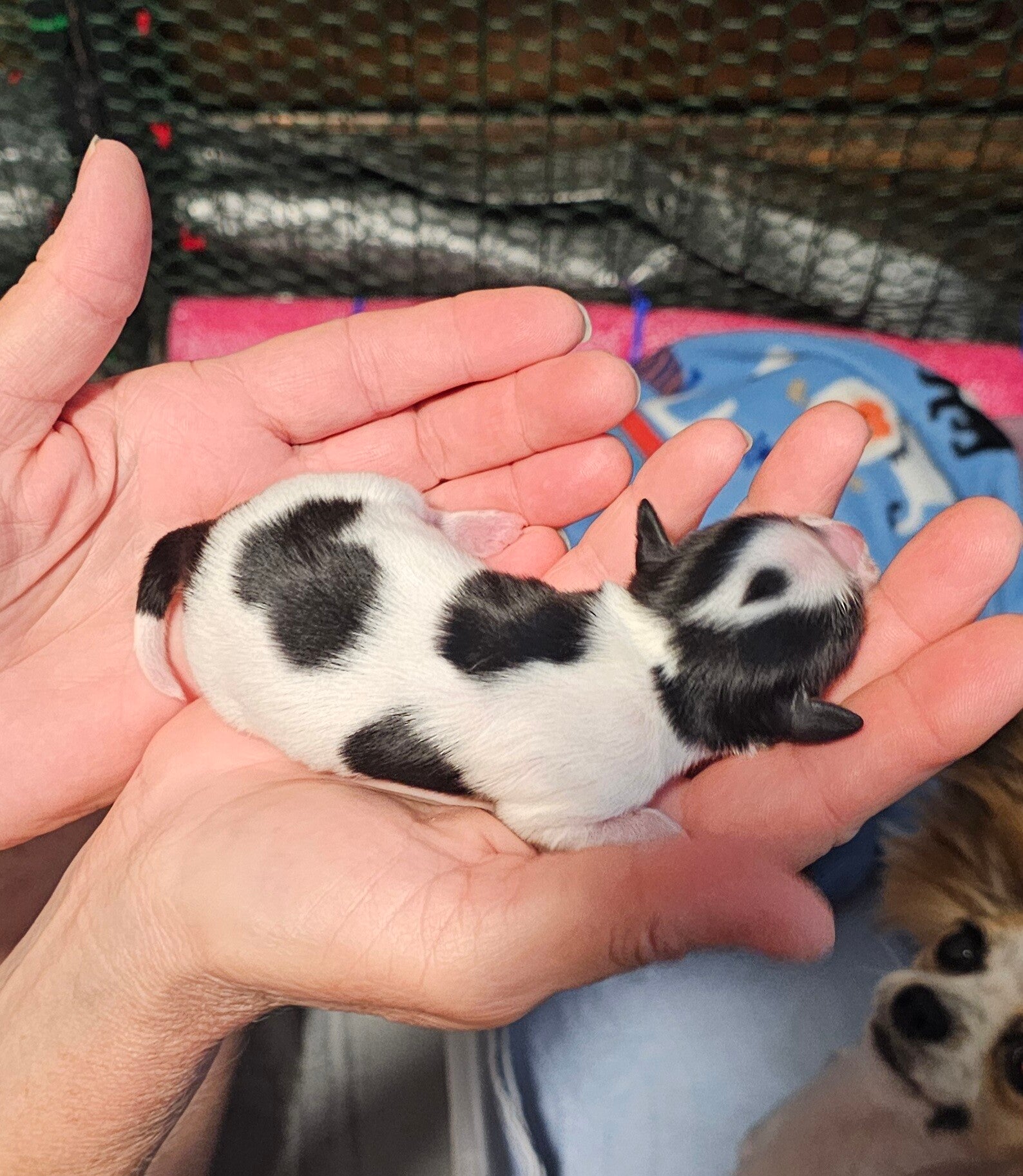 Jon at 2 days old.