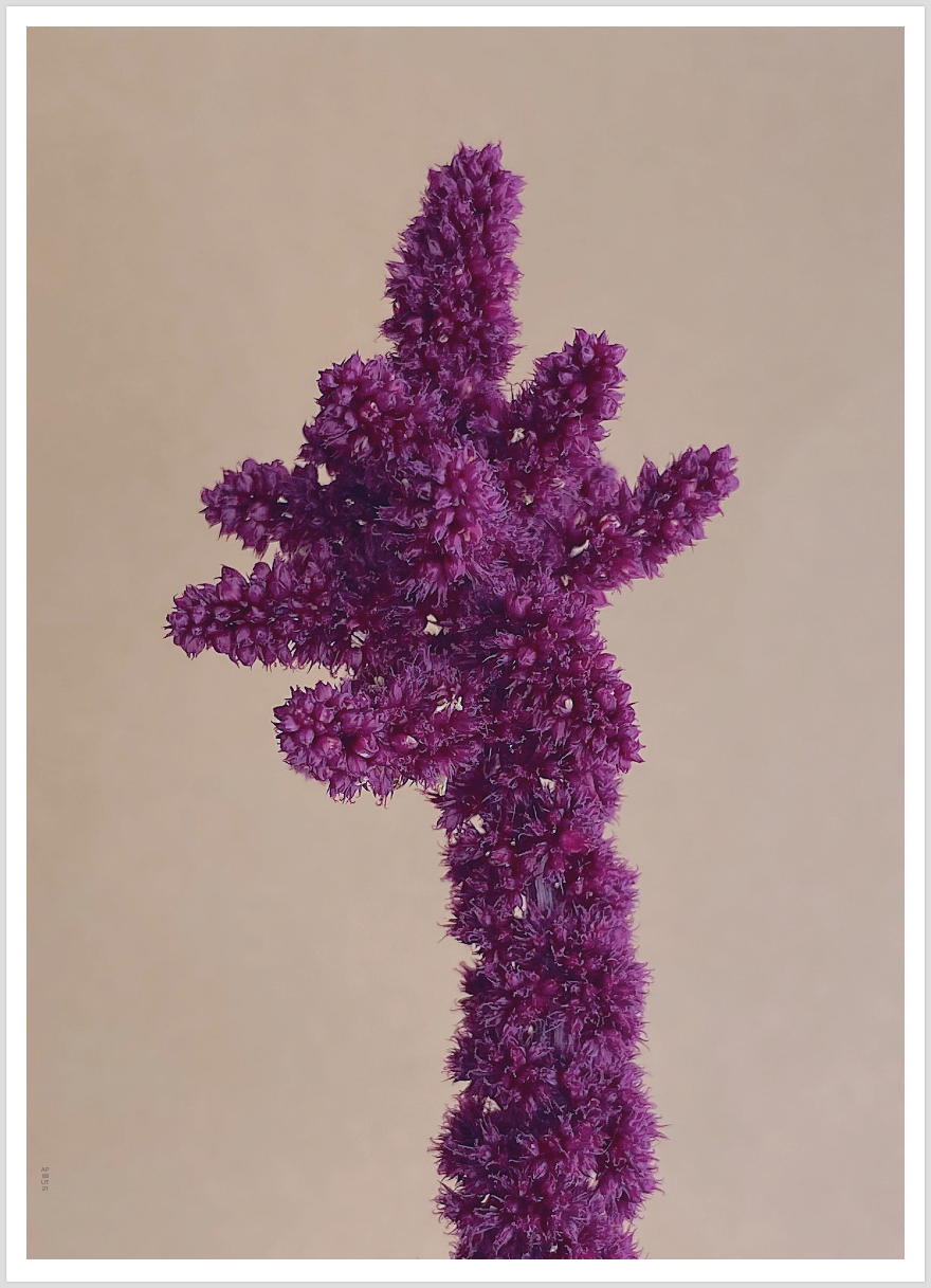 Artposter Graanamarant