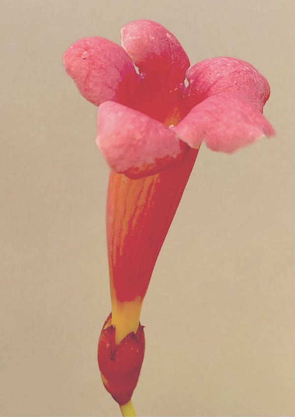 Stockfoto Trompetklimmer