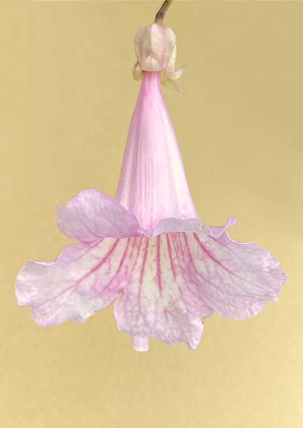 Stockfoto Trompetwinde