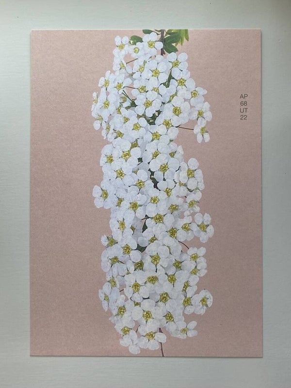 MPIN 10 Ansichtkaarten A4 Spiraea