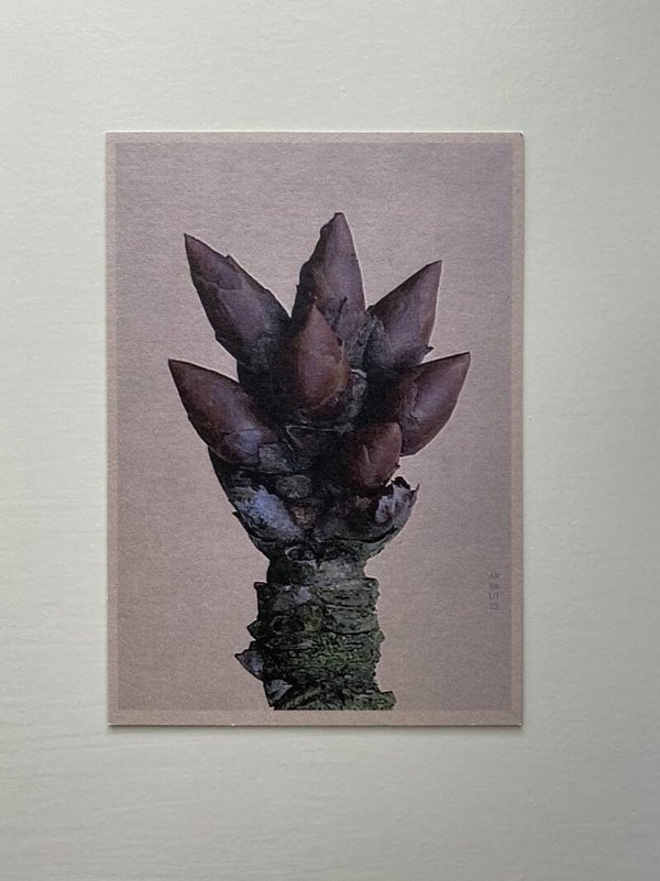 MPIN kaart A6 Kersenboom