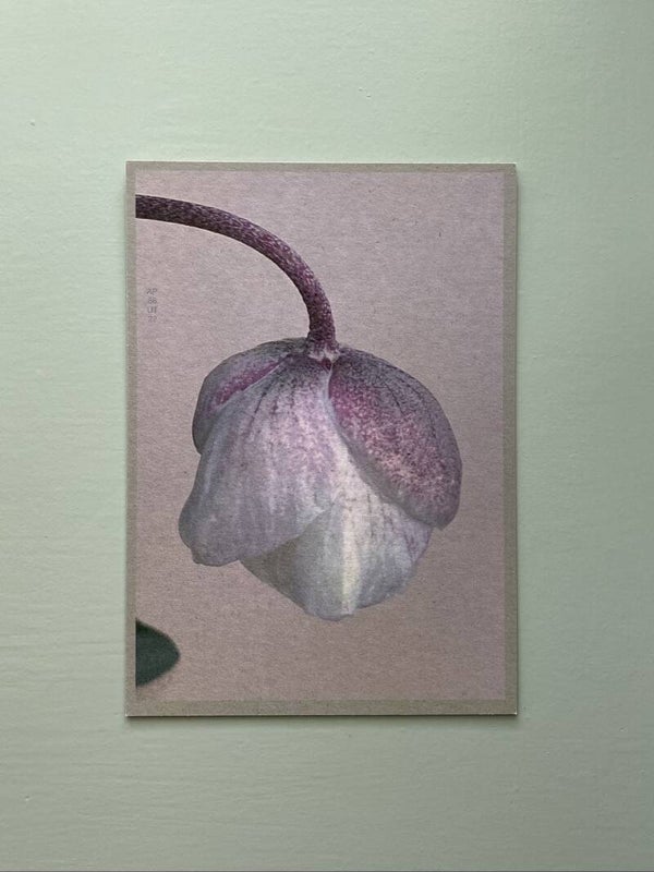 MPIN kaart A6 Helleborus