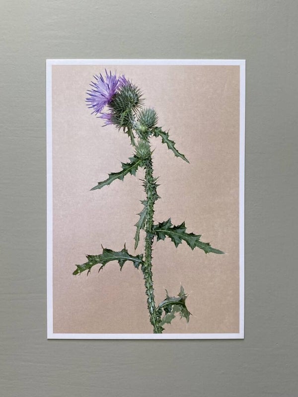 MPIN kaart A6 Kruldistel