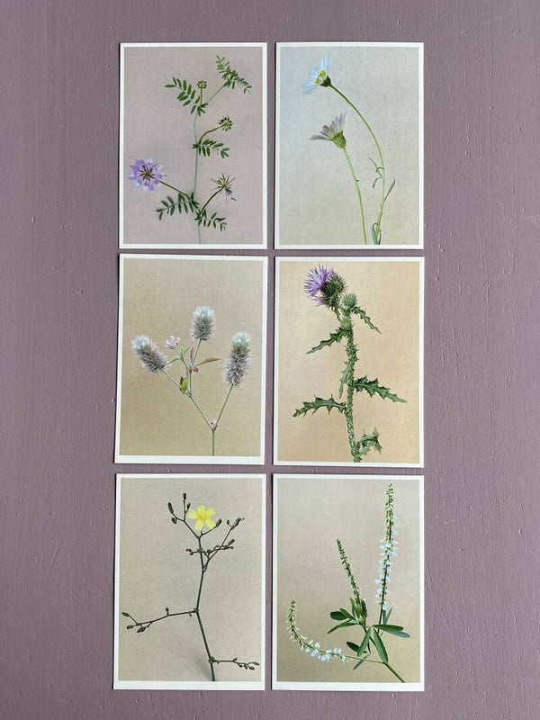 MPIN 60 Ansichtkaarten Weeds