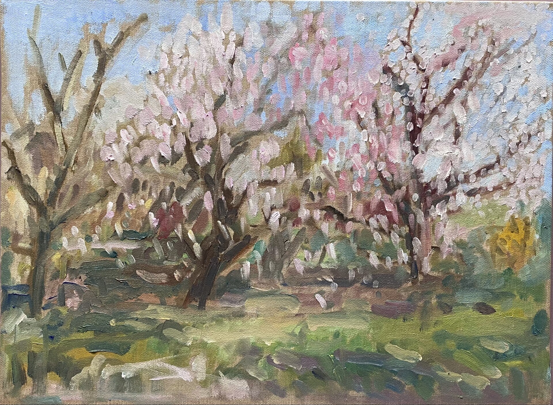 P Magnolia en bloesem Wageningen