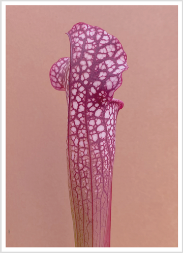 Artposter Trompetbekerplant