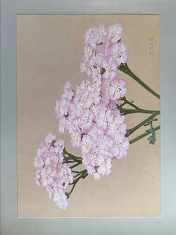 A4 Duizendblad ansichtkaart