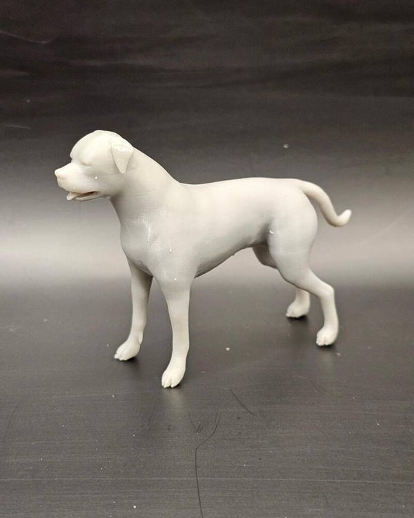 Rottweiler Dog Standing