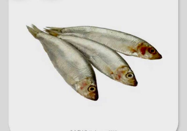 Pike pack containing 12 mixed fish