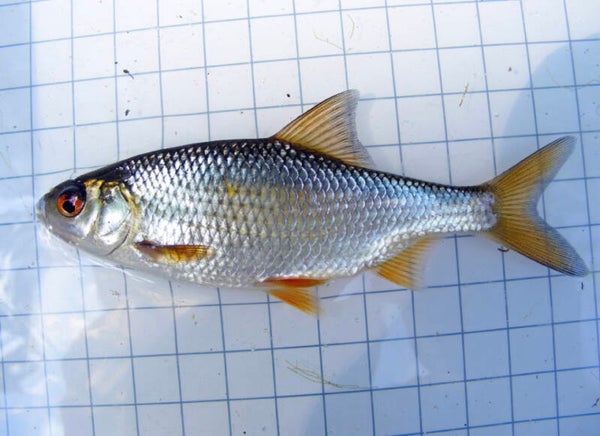 Arriving next week blast frozen Roach