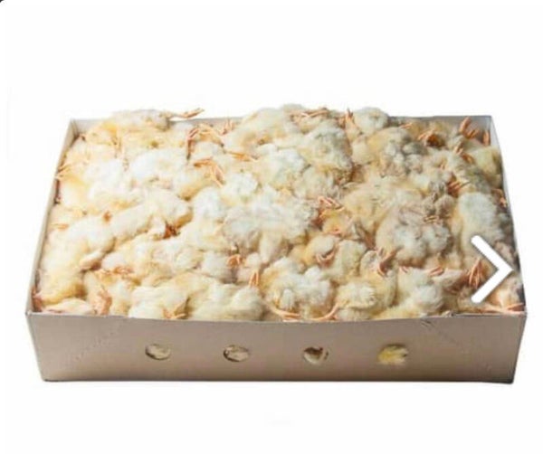 1 day old chick (approximately 250)