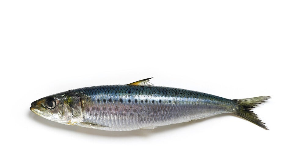 5 vacuum packed or 1 kg of sardines