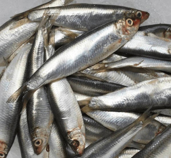 Large bag of sprats