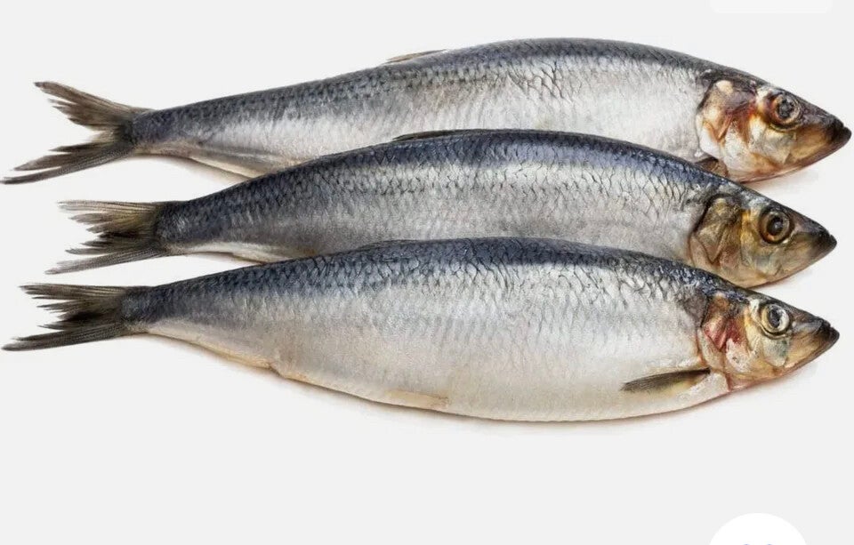 5 herring jacks vacuum packed