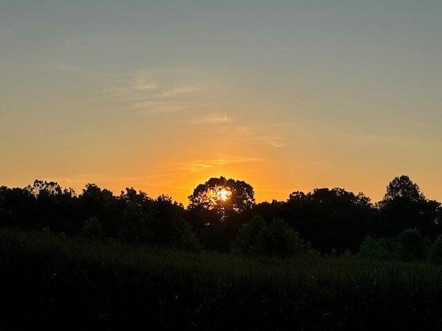 morning sun rising through tree in the field