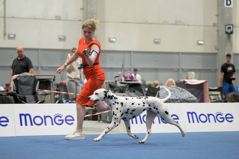 chaly3-standard.jpg