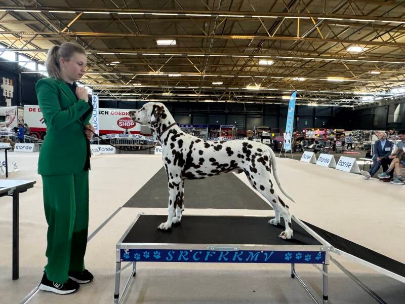 chester3-standard.jpg