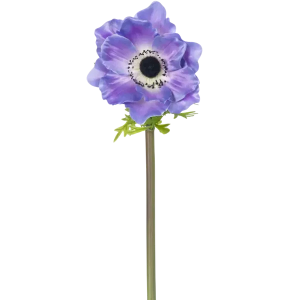 Anemoon lila
