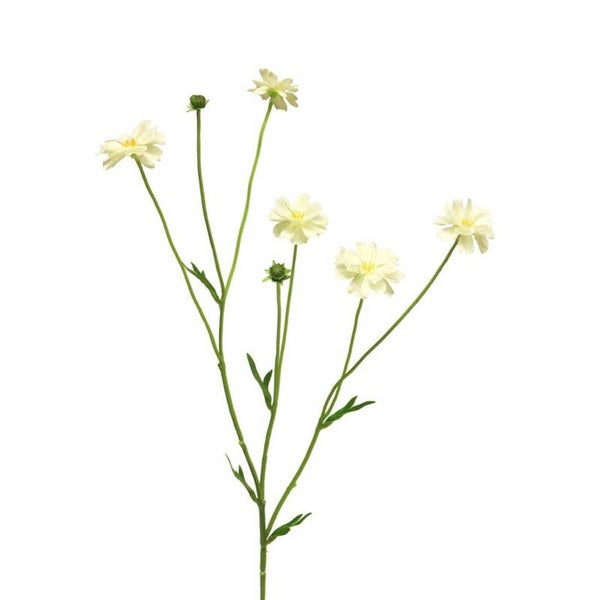 Creme korenbloem 64cm