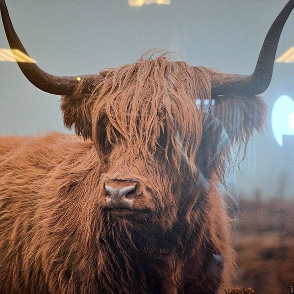 schotse hooglander canvas 70x50cm